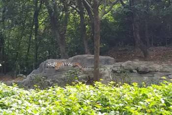 长隆野生动物园自驾游导游,广州长隆野生动物园有导游吗