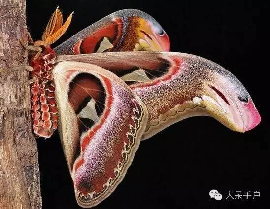 蛾,蛾,蛾~最大、最美、最奇葩,展翅向天歌