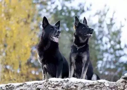 城市饲养的看护犬,看护厂房用什么犬好