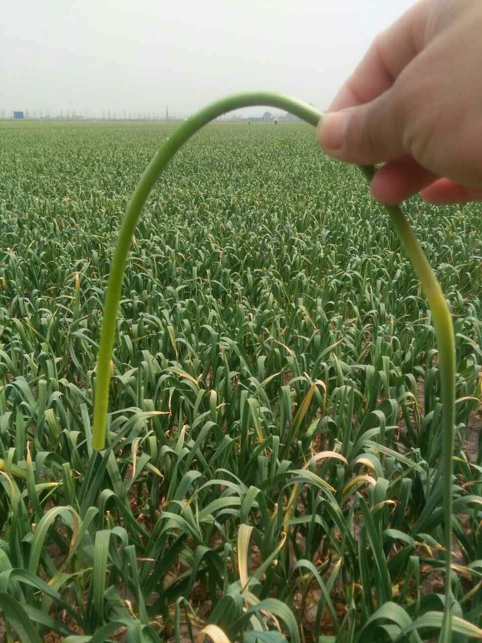 一起走进中国大蒜第一镇