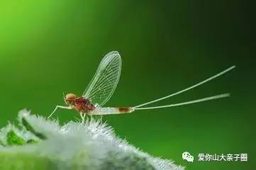 惊掉你下巴的“变态”虫生！盘点动物界那些长着长着就变形的主儿