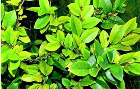 杜鹃掉叶子正常吗,杜鹃出现枯枝怎么办