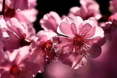 梅花香自苦寒来作文,梅花香自苦寒来演讲稿