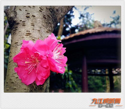 人间四月芳菲尽山寺桃花始盛开,人间四月芳山寺桃花始盛开