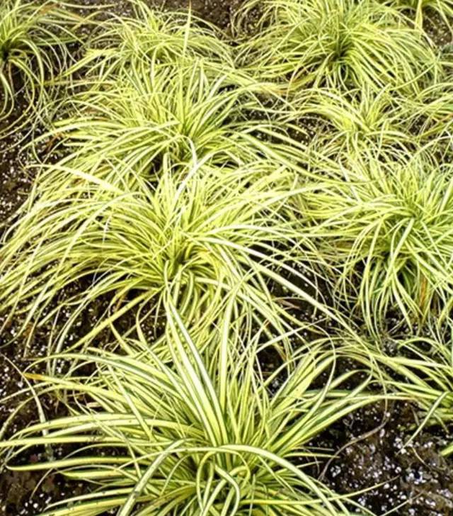 观赏草美景图片大全,观赏草叶