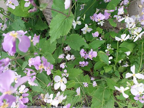 三星c5pro上手评测,三星c5手机测评