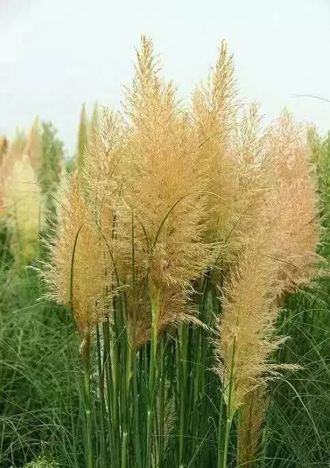 观赏草美景图片大全,观赏草叶