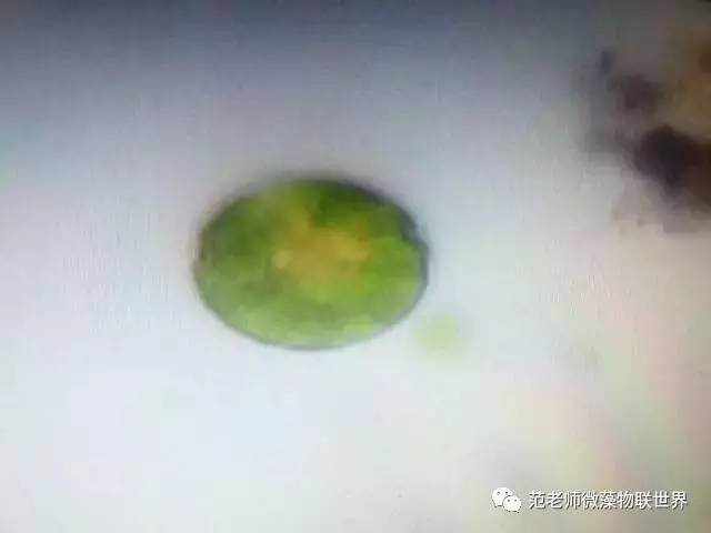 池塘微藻处理,微藻观察