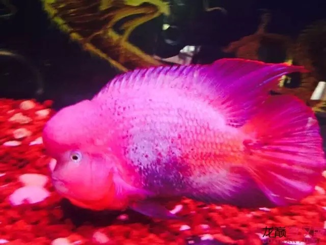 金花饲养心得，听者共勉