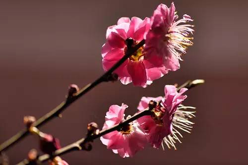 梅花香自苦寒来作文,梅花香自苦寒来演讲稿