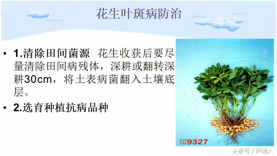 马上开始播种花生,快要种花生了