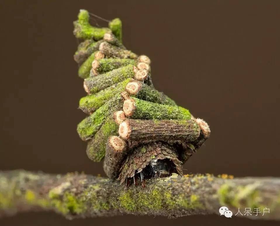 蛾,蛾,蛾~最大、最美、最奇葩,展翅向天歌