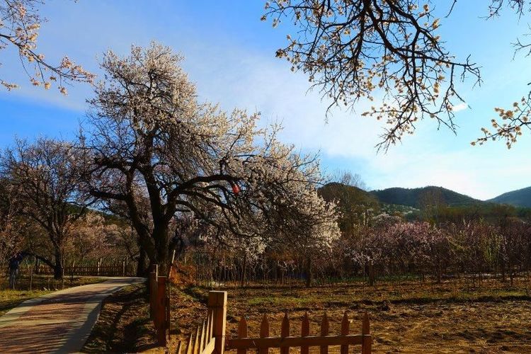 没有“十里桃花”？不要紧！乌素图“十里杏花”等着你！