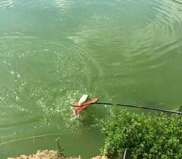 盘点几款最好用的钓鱼小药,钓鱼小药种类解析