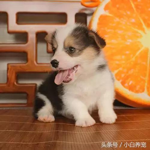 狗贩子VS繁育者,买狗狗究竟该找谁?