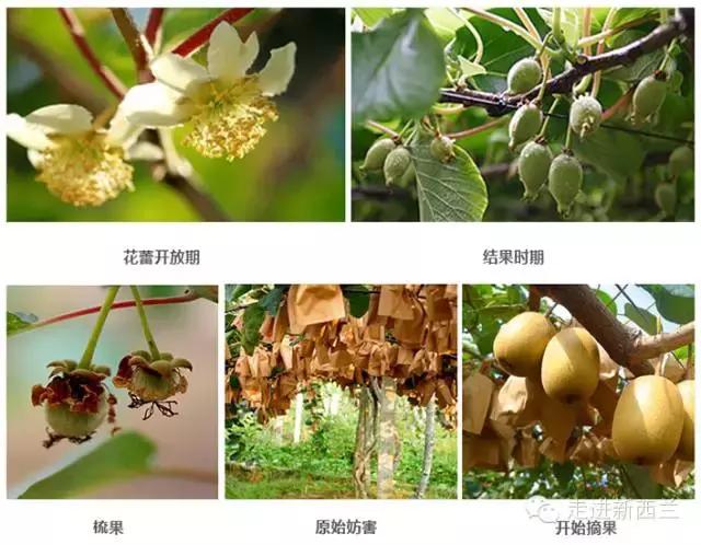 奇异果新西兰,奇异果新西兰进口