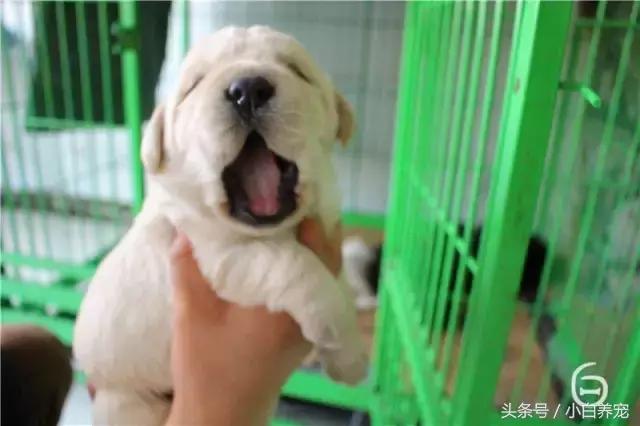 狗贩子和家庭繁育区别,狗贩子vs比特犬