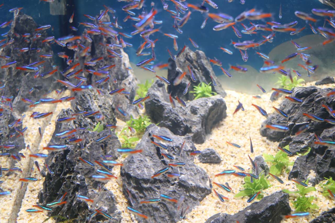 重庆汉海海洋公园几个馆,重庆汉海海洋公园过年开馆吗