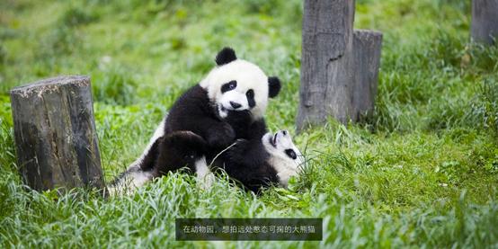 小米6变焦双摄有用吗,性价比拍照手机小米6