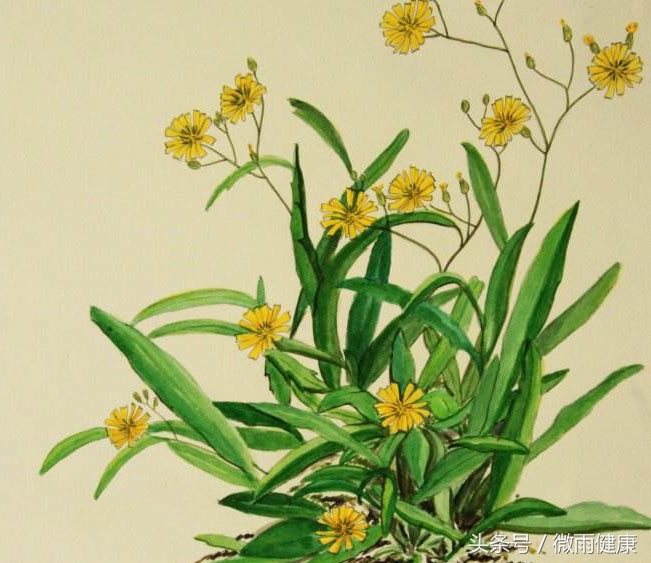 南方乡间野草大全可清热解毒,路边野花清热解毒