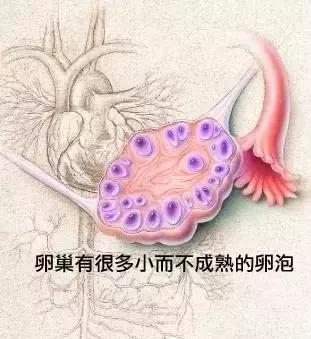 20*15的优势卵泡多久会排卵,有优势卵泡但不排卵跳绳有用吗