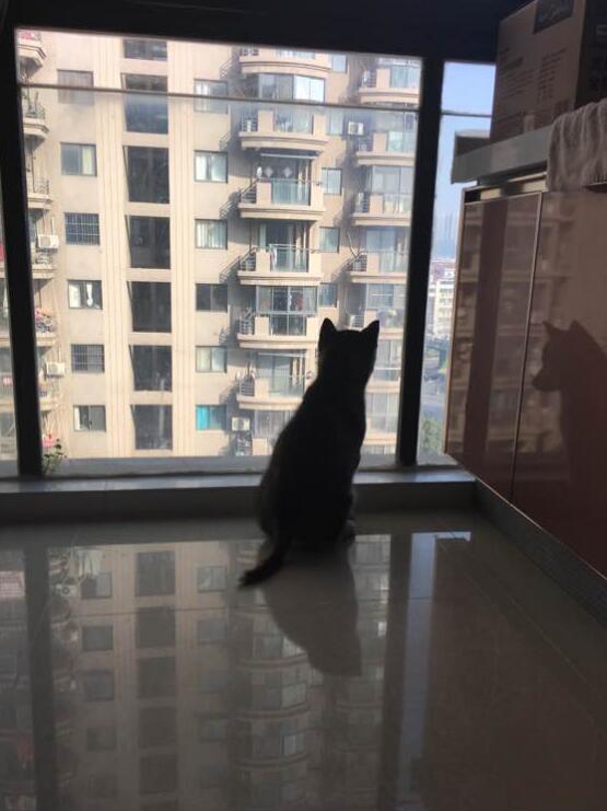 哈士奇该如何训练不拆家呢,怎么训练哈士奇在家不拆家