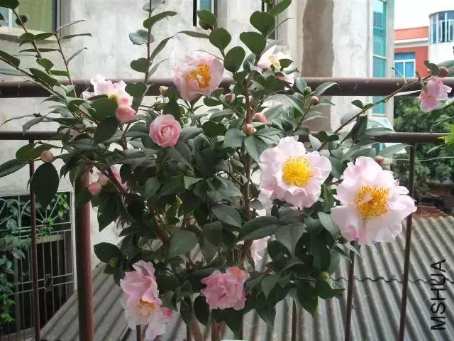 四大名花之山茶,中国百种山茶图片