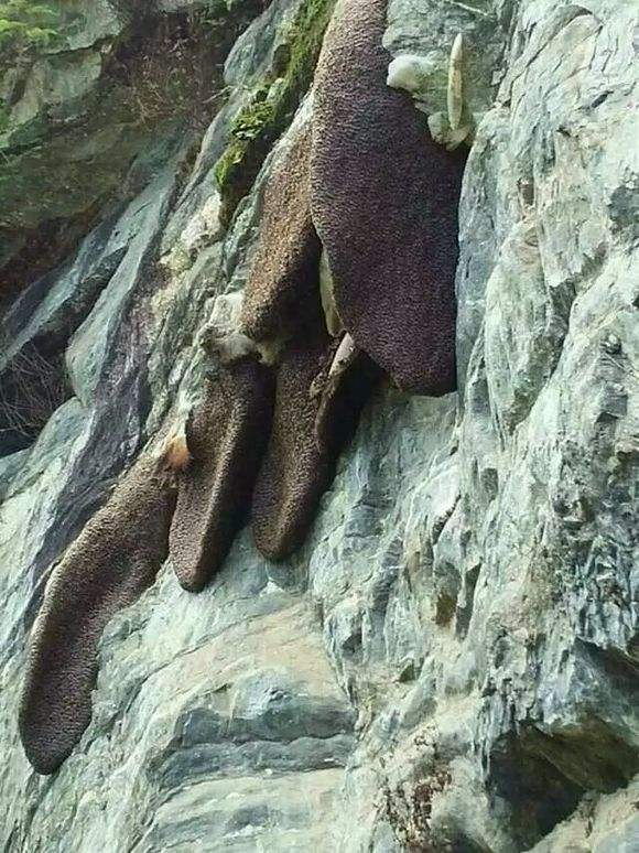 云南岩蜂蜜的作用与功效,揭开土蜂蜜的神秘面纱