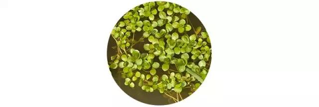 倾听谷雨朗读视频,倾听谷雨古诗朗诵