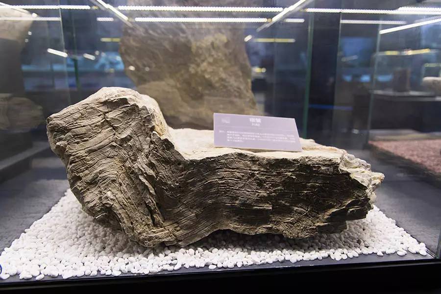 探寻人类的起源之谜,探寻人类祖先的奥秘