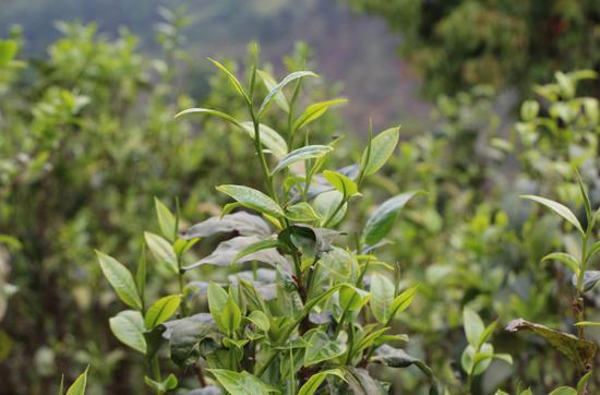 浜戝崡鍕愬簱鎴庢皬鍒惰尪涓栧,鍕愬簱鎴庢皬鍒惰尪宸ヨ壓