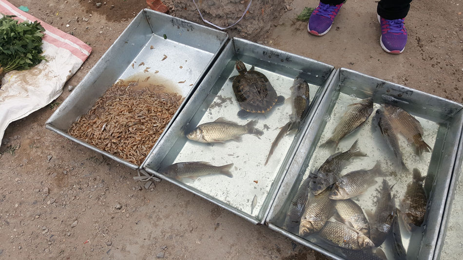 唐山市乐亭县大集,河北唐山乐亭大集