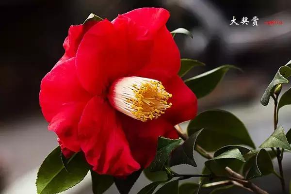 四大名花之山茶,中国百种山茶图片