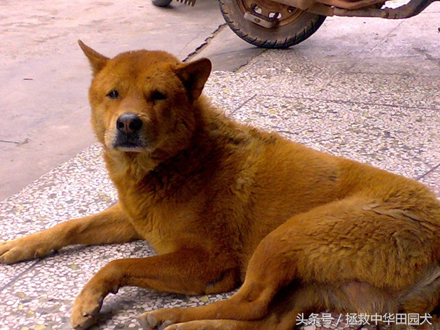 狗种类大全中华田园犬,中华田园犬之四眼土狗科普