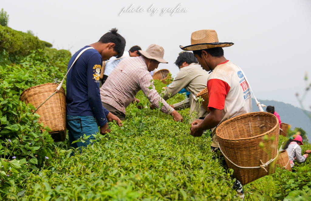云端上的世外桃源，看看浇灌牛奶和土鸡蛋的有机乌龙茶长成啥样