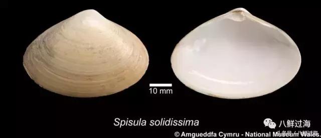 鍔犳嬁澶у寳鏋佽礉鎺ㄨ崘,榛勯噾璐濆寳鏋佽礉