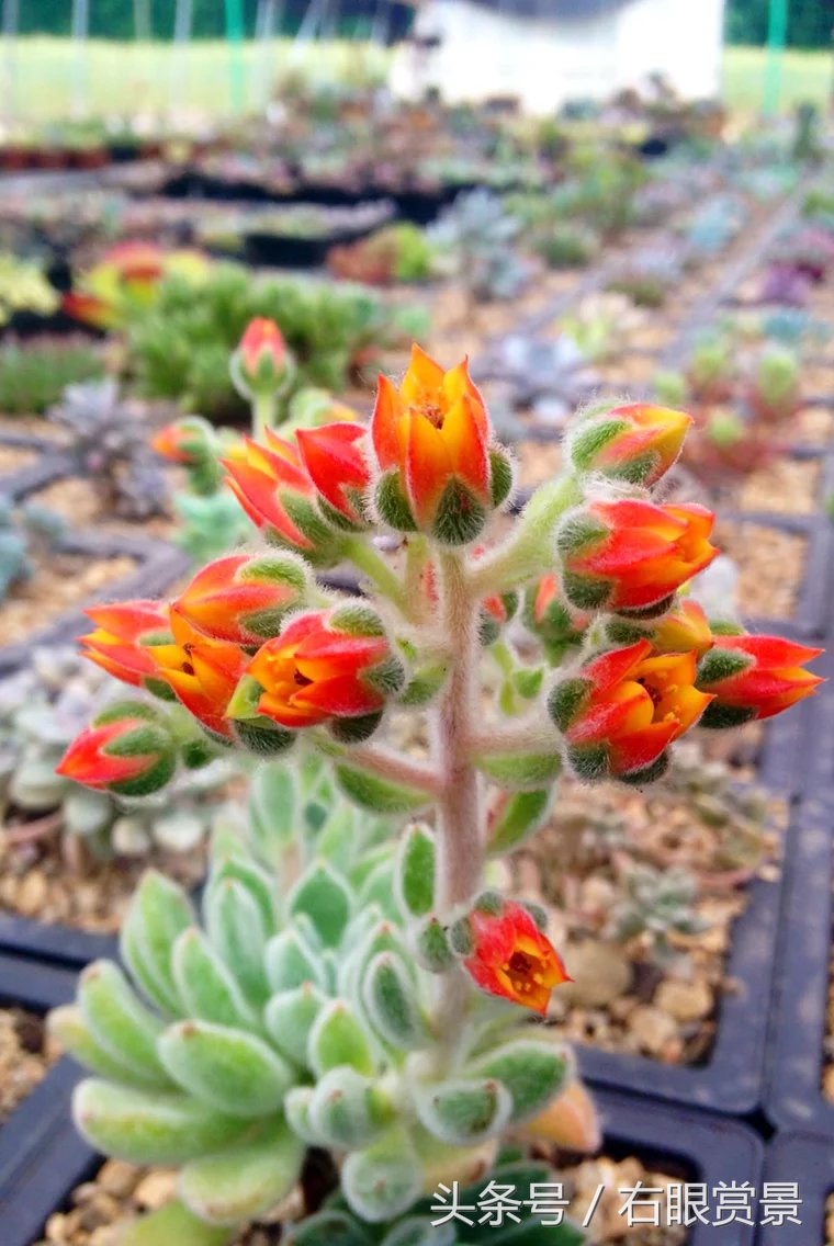 精品多肉颗颗都是韩版欧货老桩让您大呼过瘾