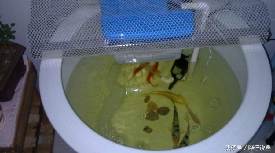 宠物鱼常用药,宠物鱼黄粉