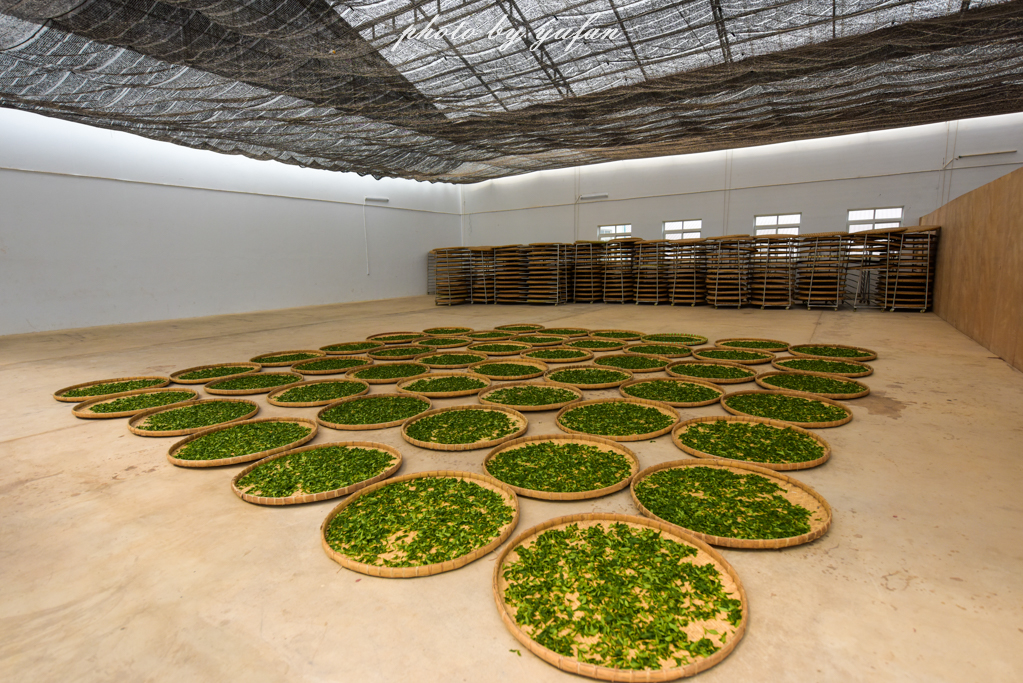 云端上的世外桃源，看看浇灌牛奶和土鸡蛋的有机乌龙茶长成啥样