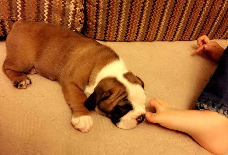 斗牛犬为啥那么丑,为什么斗牛犬那么贵