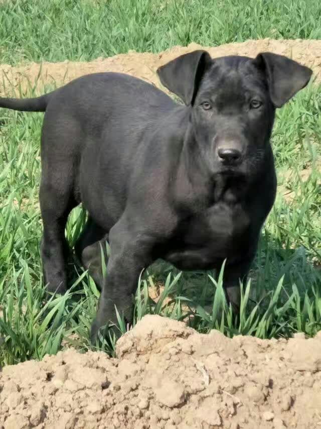 大型护卫犬黑狼智商,黑狼犬视频德国牧羊犬