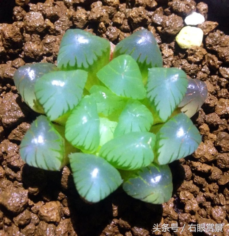 精品多肉颗颗都是韩版欧货老桩让您大呼过瘾