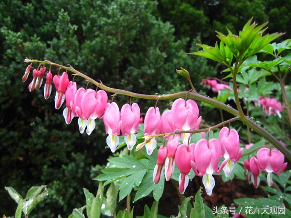 盘点哪些优美的花又不常见,盘点那些不好看的花