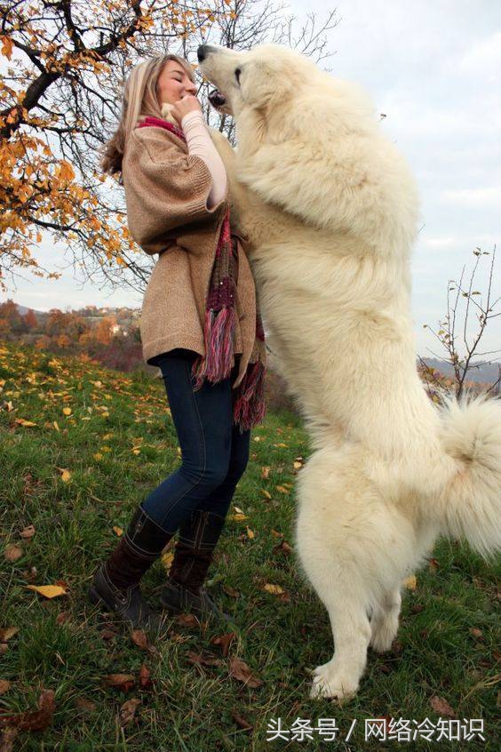 大白熊犬中国禁养吗,陕西省狗市大白熊犬