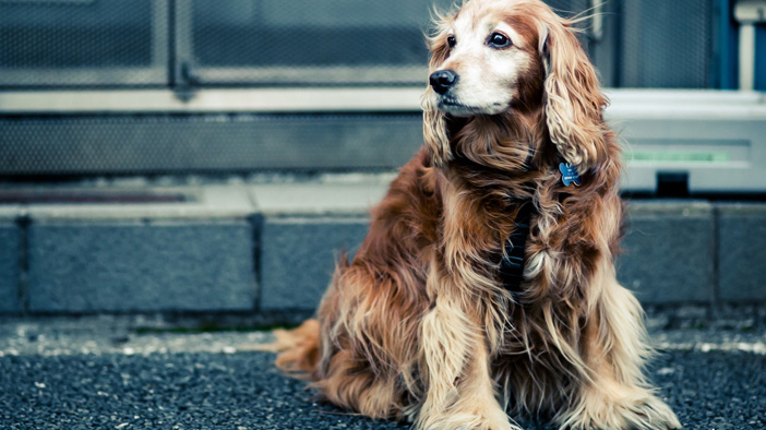 为什么狗狗室内饲养寿命高,饲养狗狗方法及注意事项