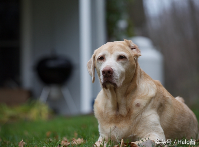 死亡率最高的狗狗疾病,每只狗狗都会有犬病吗