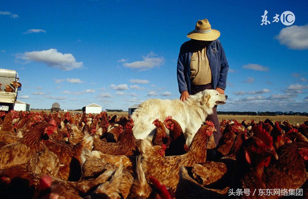 鸡不吃饲料应该吃什么,养鸡过程中鸡不怎么吃食