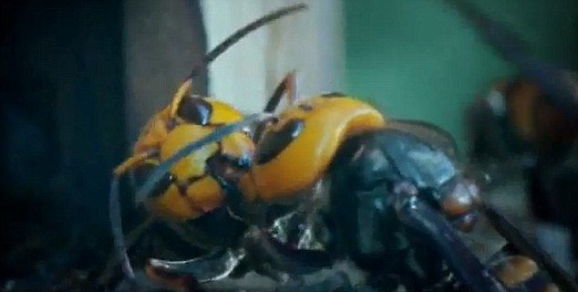 揭秘大黄蜂帝国：生殖机器、面部识别、信息控制、血腥杀戮