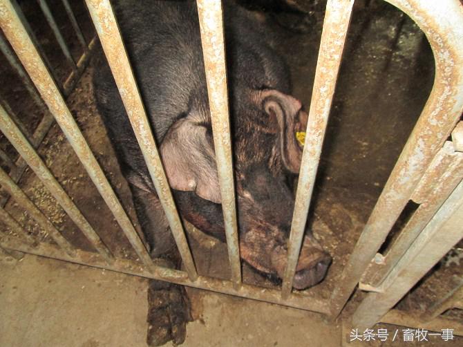 养猪技术小知识,养猪技术口诀