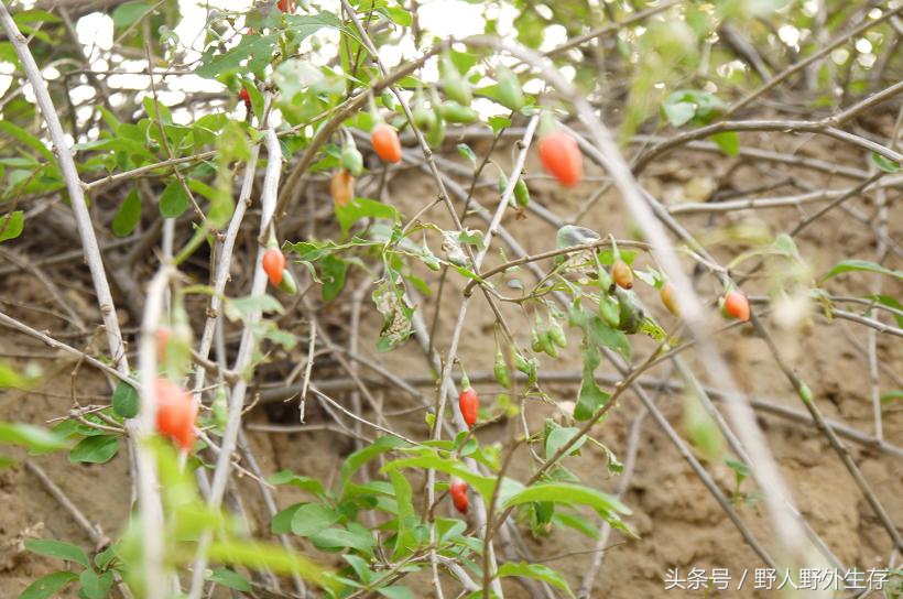 正宗枸杞野菜图片,枸杞苗野菜
